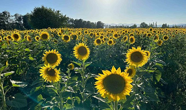 Yüksekova'nın ayçiçek tarlası Trakya'yı aratmadı