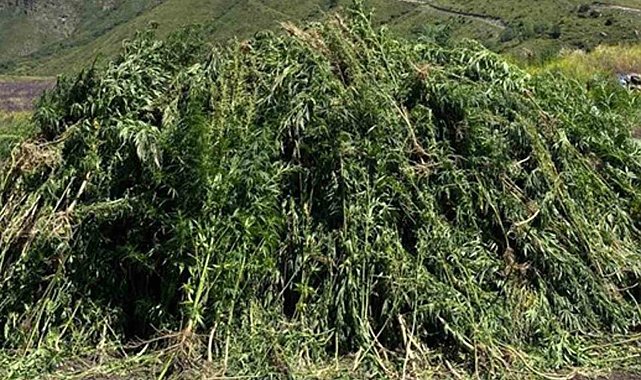 138 Bin 650 Kök Hint Keneviri İmha Edildi