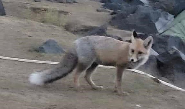 Aç kalan tilki dağcıların çadırına girdi