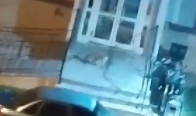 Aç kalan tilkiler yiyecek bulmak için şehre indi
