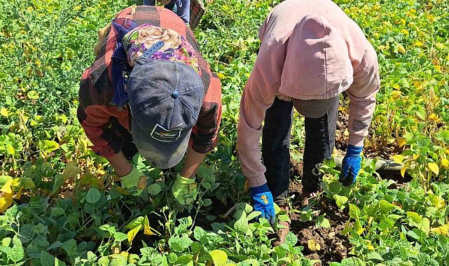 Adilcevaz'da kuru fasulye sökümü başladı