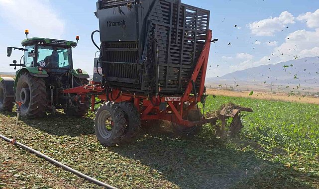Adilcevaz'da pancar sökümüne başlandı