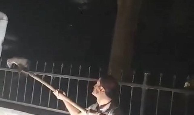 Ağaçtan düşerek demir korkuluklara saplanan sansar kurtarıldı