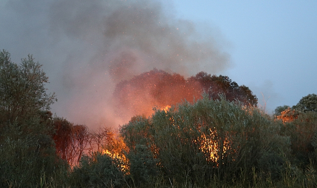 Ağrı'da ağaçlık alanda çıkan yangın söndürüldü