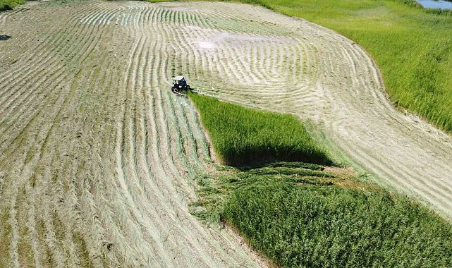 Ağrı Dağı Milli Parkı'ndaki sazlık alanın biçilme anı havadan görüntülendi