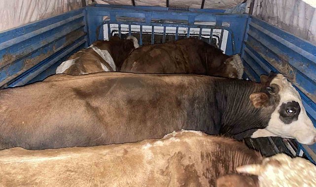 Ağrı'da büyükbaş hayvan çalan şahıs yakalandı