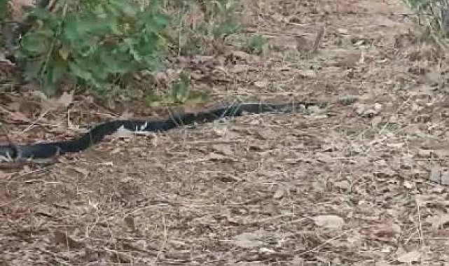 Anne kuş yuvasına girmek isteyen yılanın dikkatini böyle dağıttı