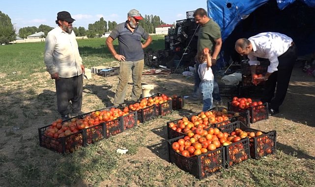 Antalya'nın ihraç domatesi Erciş'te hayat buldu