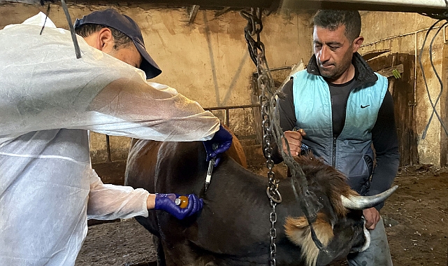 Ardahan'da 330 bin büyükbaş hayvan şap hastalığına karşı aşılanıyor