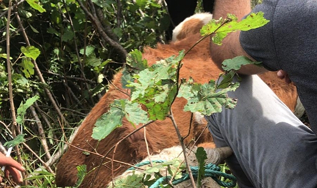 Ardahan'da kayalıklarda mahsur kalan ineği AFAD ekipleri kurtardı