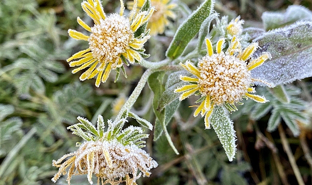 Ardahan'da soğuk hava nedeniyle kırağı oluştu