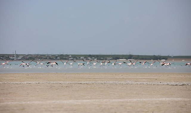 Arin Gölü'nün renkli misafirleri çevredeki vatandaşların ilgi odağı oldu