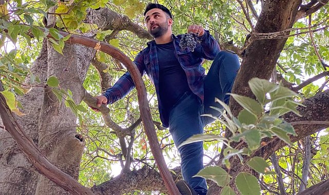 Asırlık üzüm ağacı verimi şaşırtıyor