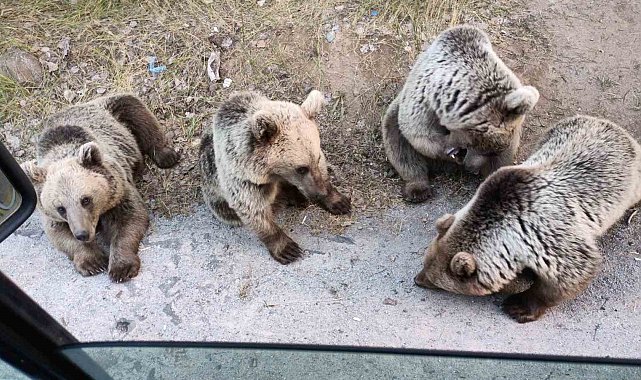 Ayı kendisine şeker vermek isteyen vatandaşa saldırdı