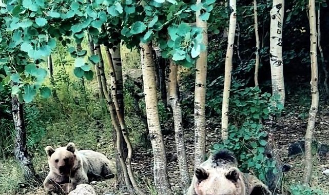 Ayıların saldırmadığını ve zarar vermediğini söyleyen kampçıya ayı saldırdı