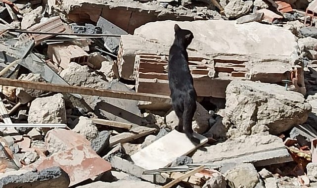 Bina enkazında mahsur kalan yavru kediyi itfaiye kurtardı