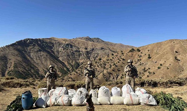 Bingöl'de 3 milyon 158 bin kök kenevir ele geçirildi