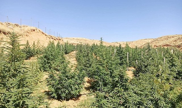 Bingöl'de 88 bin 766 kök kenevir ele geçirildi