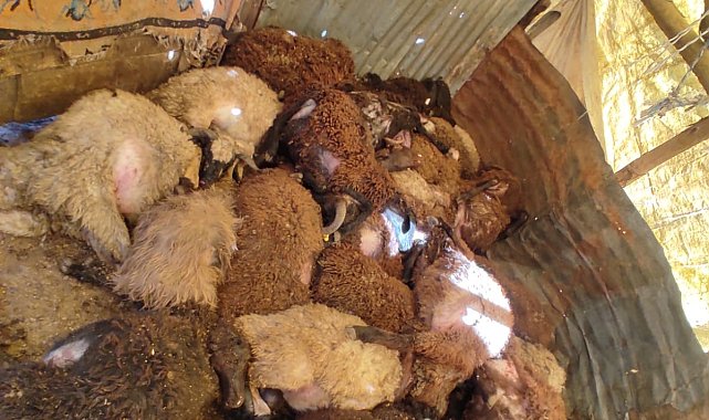 Bingöl'de ahıra giren kurtlar, 50 koyunu telef etti