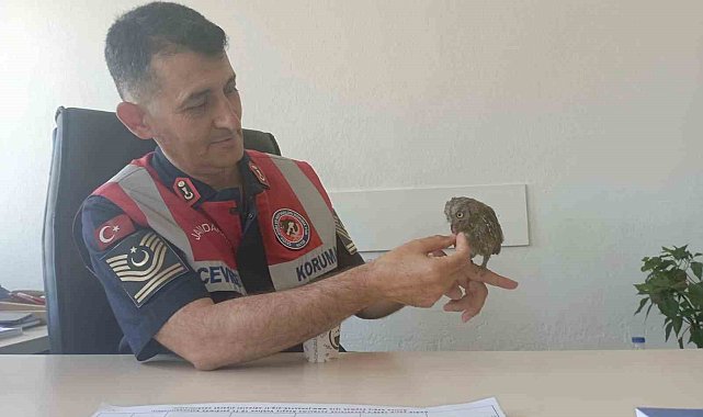 Bingöl'de bitkin halde bulunan kukumav kuşu tedavisinin ardından doğaya salındı