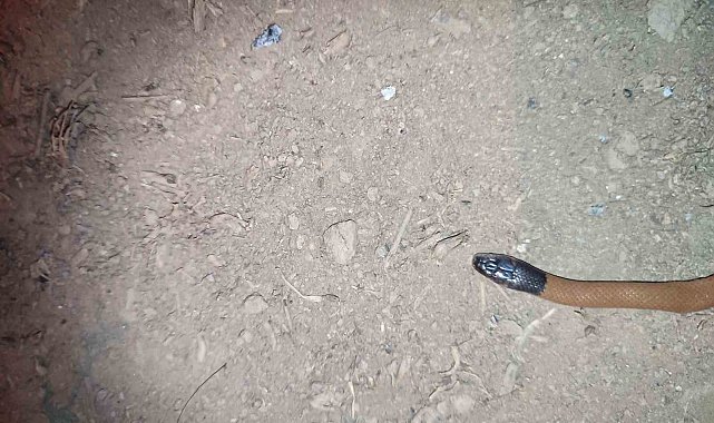 Bitlis'te ilk defa endemik yılan türü bulundu