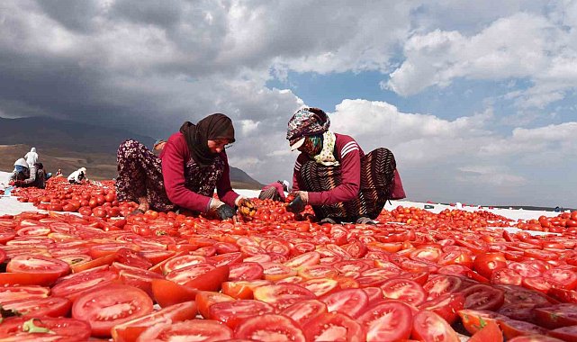 Bitlis'ten İtalya ve Avrupa'ya kurutmalık domates