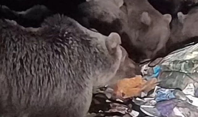 Boz ayılar kış uykusu öncesi besin depoluyor