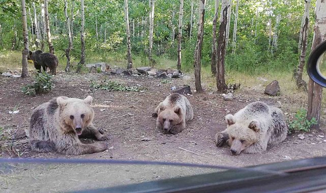Bozayıyı eliyle besledi