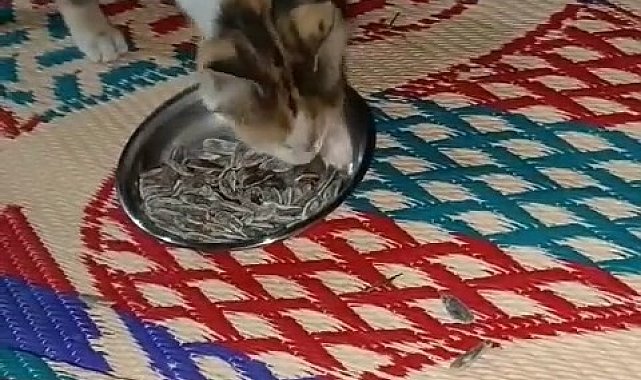 Bu da et değil, çekirdek yiyen kedi