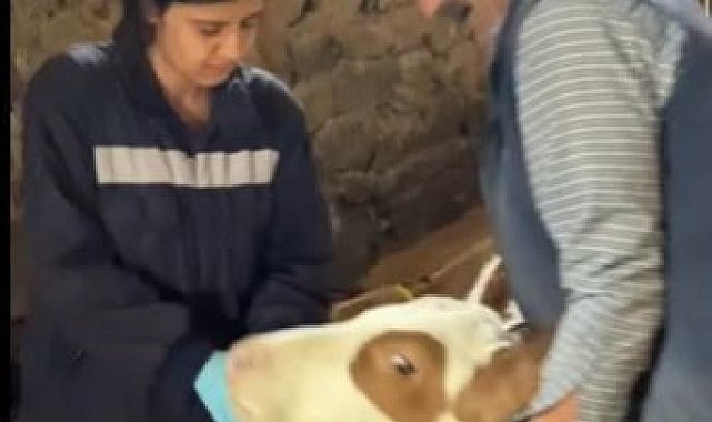 Büyükbaş Hayvanlarda Şap aşısı yapılmaya başlandı