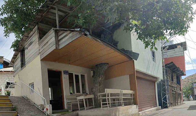 Ceviz ağacı kütüphanenin çatısının içinden yükseliyor