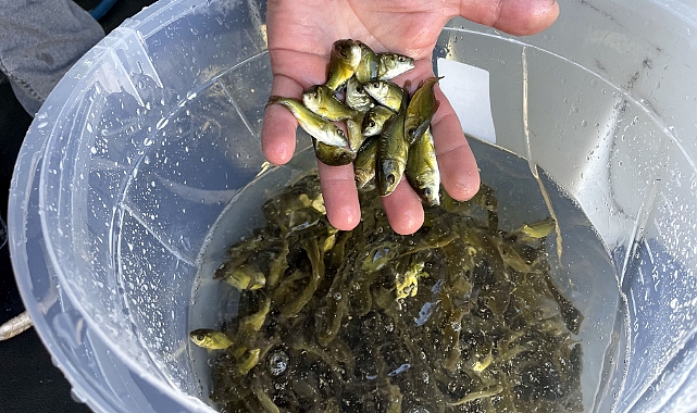 Çıldır Gölü'ne 150 bin aynalı sazan balığı yavrusu bırakıldı