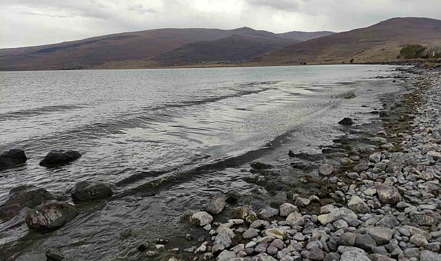 Çıldır Gölü yeşile büründü