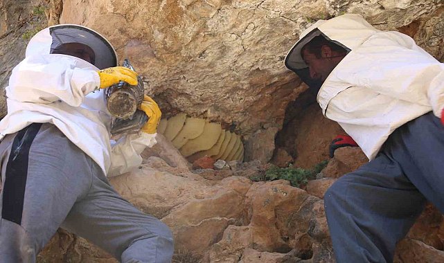 Cilo Dağı'nın 3 bin rakımında keşfettiği kaya balını 2 bin 500 TL'den satışa çıkarttı