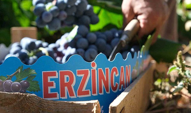 Cimin üzümünün bu sene tadı kaçtı