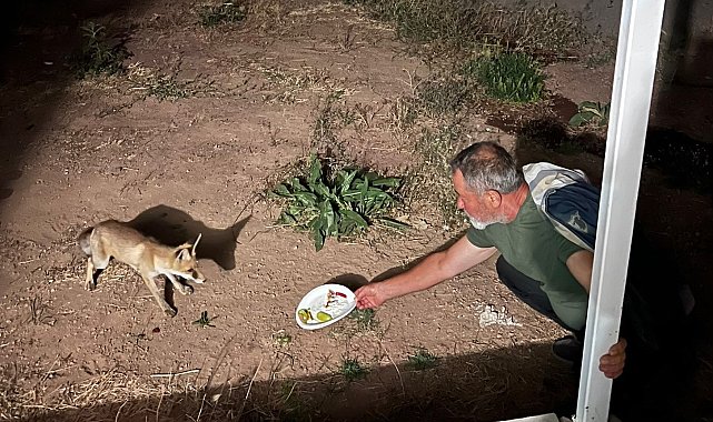 Davetsiz misafir yavru tilki, piknikçilerin sofrasına ortak oluyor
