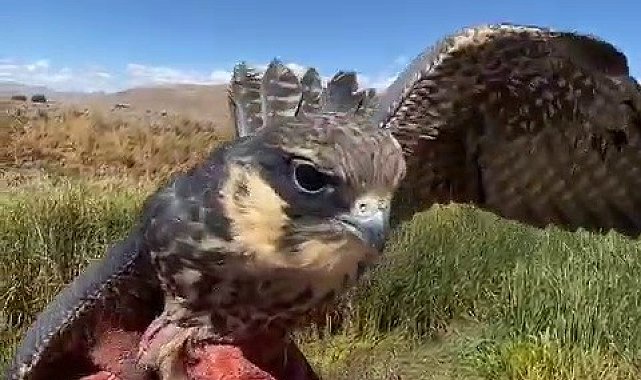 Delice doğan doğal yaşam alanına bırakıldı