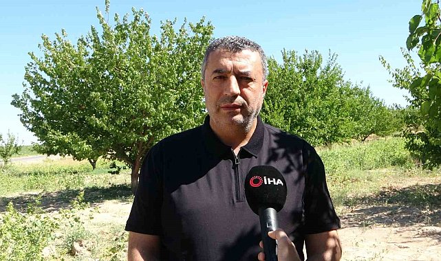 Depremin vurduğu Malatya'da kayısı yüz güldürüyor