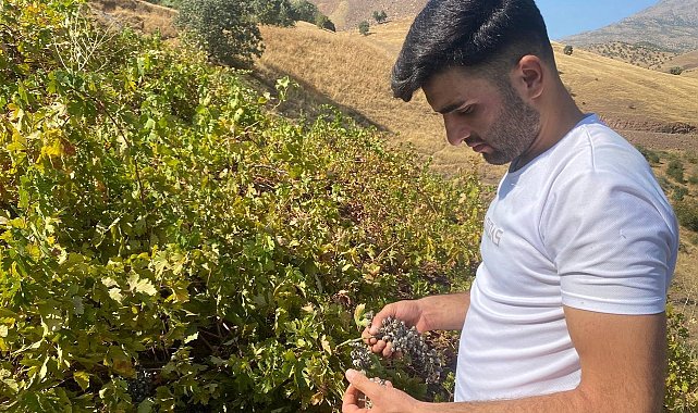 Derecik'te külleme hastalığı, üzüm verimini olumsuz etkiledi