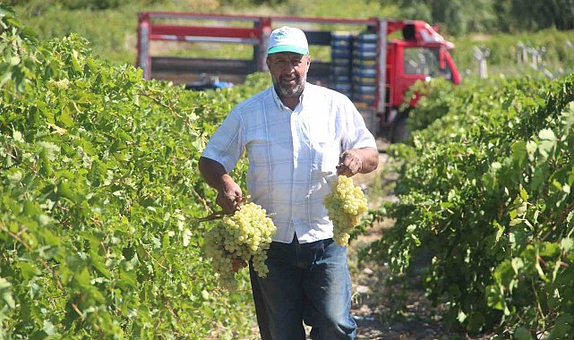 Elazığ'da 120 bin dönümde üzüm hasadı başladı