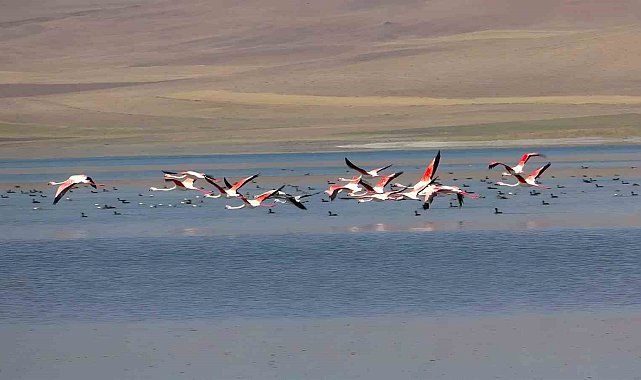 Erçek Gölü flamingoların gözde mekanı haline geldi