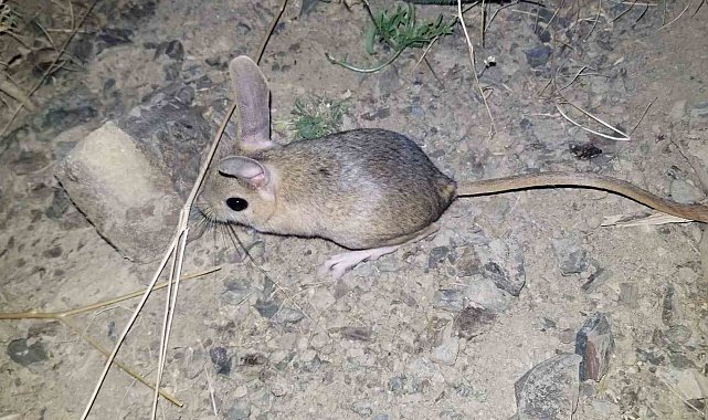 Erzincan'da kanguru faresine benzeyen Arap tavşanı görüntülendi
