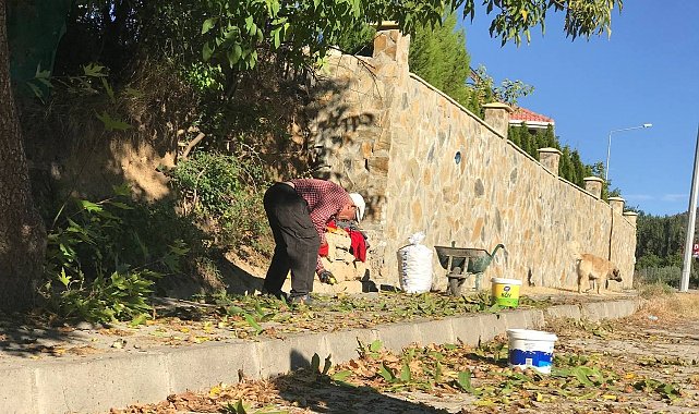 Erzincan'da köylülerin zorlu ceviz hasadı başladı
