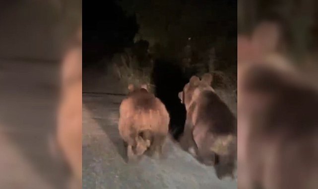Gece otomobilin önünde koşan iki ayı cep telefonuyla görüntülendi