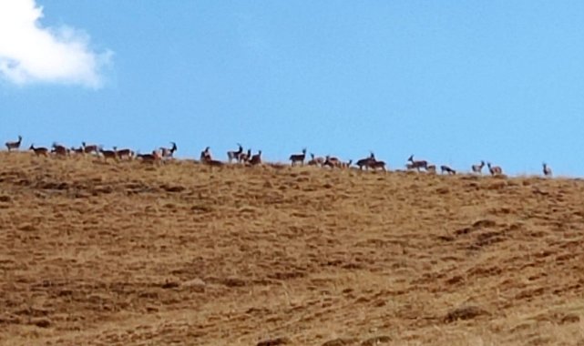 Hakkari'de dağ keçileri sürüsü görüldü