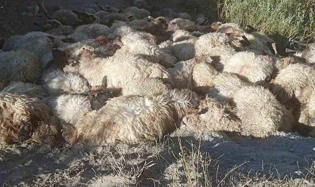 Hakkari'de kurtların saldırdığı 300 koyun birbirini ezerek telef oldu