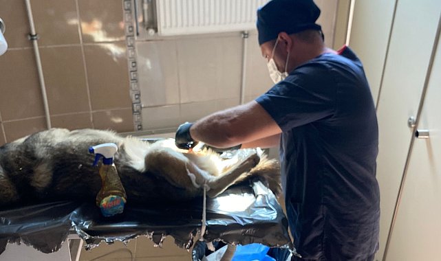 Hakkari'de sokak hayvanlarına aşı