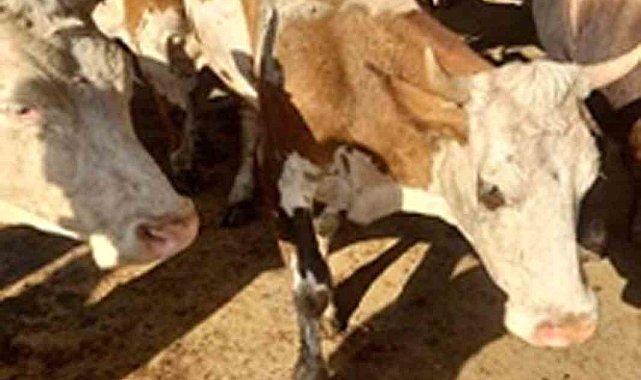 Hayvan hırsızları tutuklandı