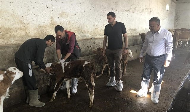 Iğdır'da şap aşılama programı başlatıldı