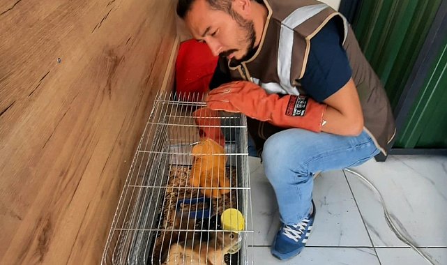 İşyerinde beslenen sincap koruma altına alındı